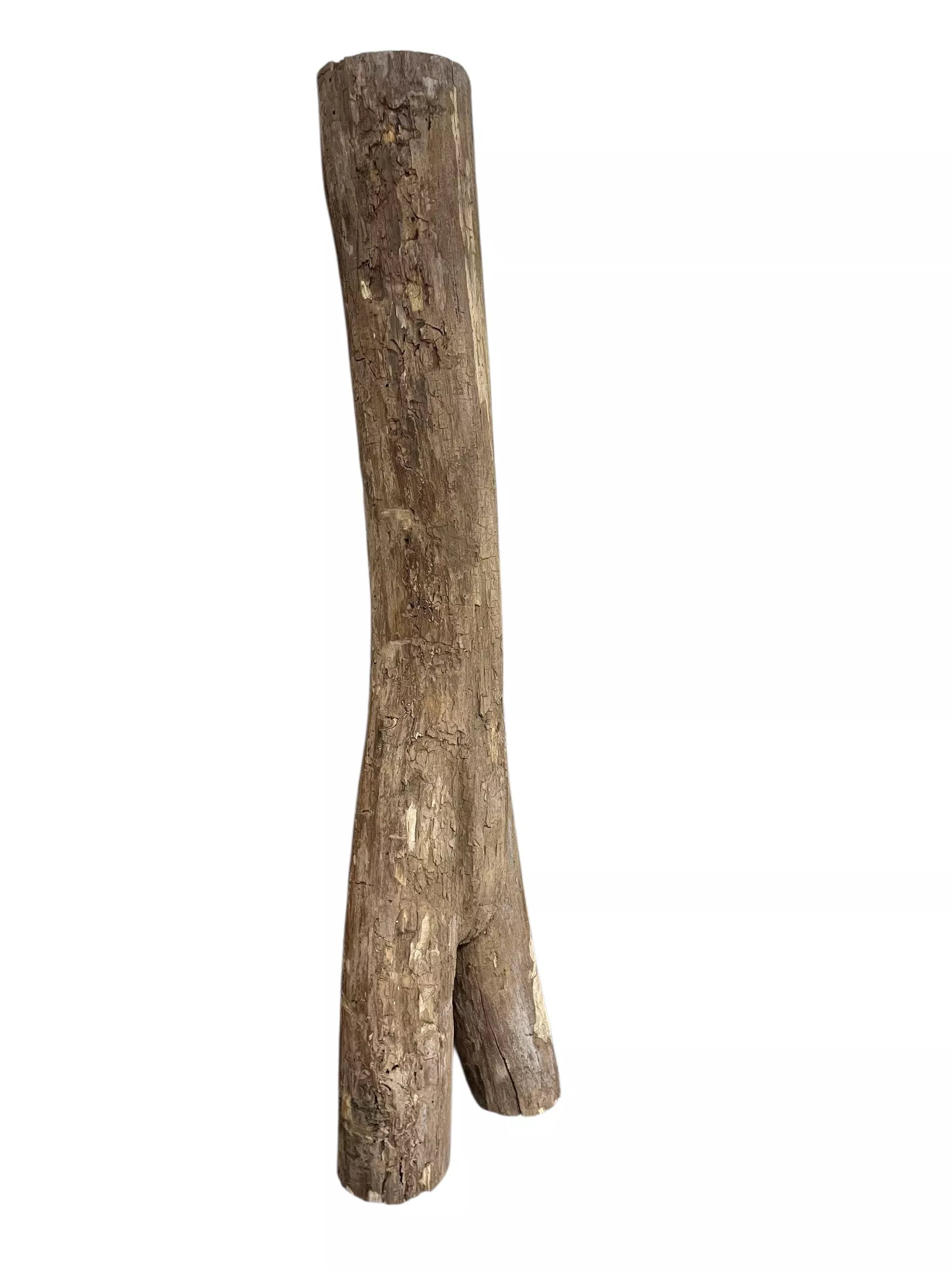 White Ash Crotch Log 6' x 20"